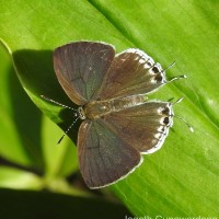 Hypolycaena nilgirica Moore, 1883